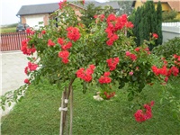 d860fdee-Picture 3349.jpg
